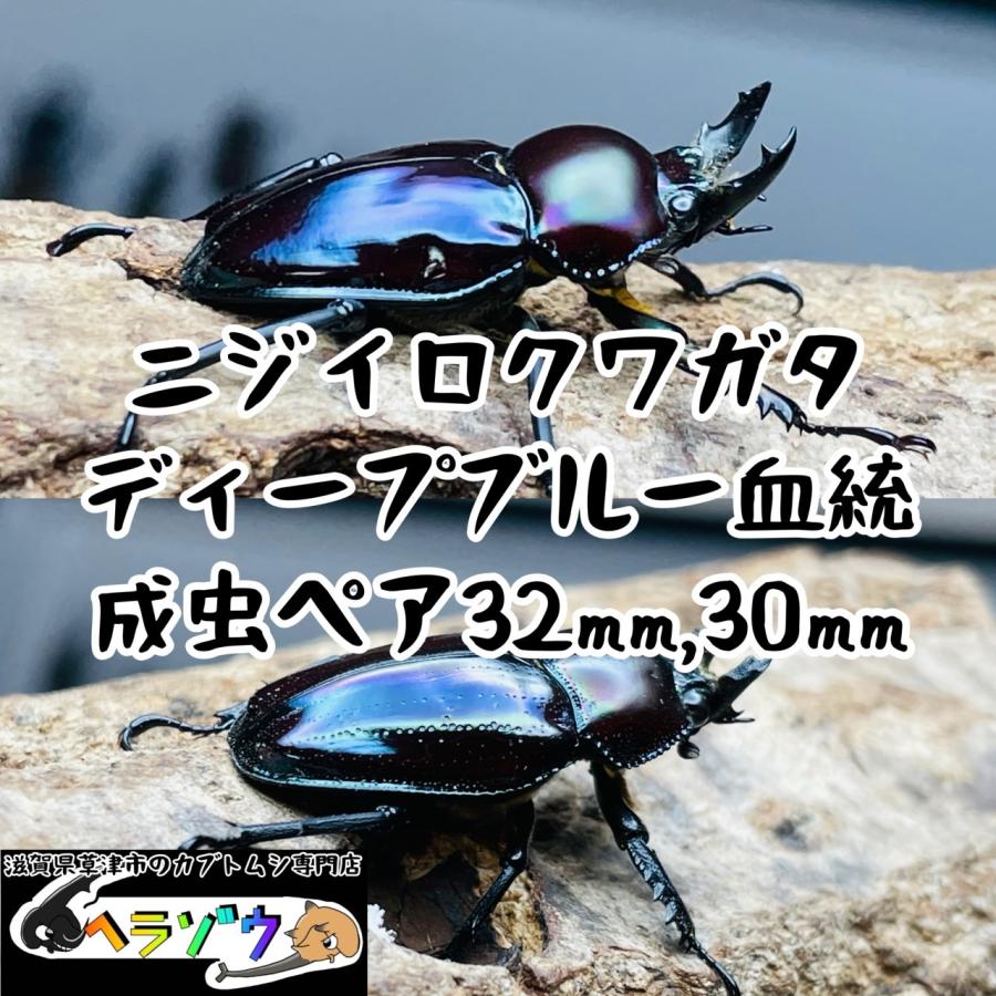 ニジイロクワガタブルー血統新成虫ペア！ ニジイロクワガタ成虫ペア32mm,30mm（ディープブルー血統