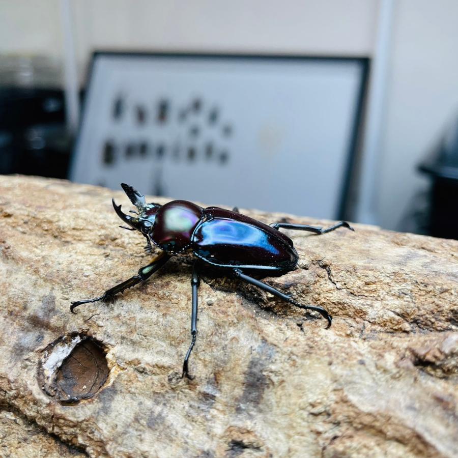 ニジイロクワガタ成虫ペア32mm,30mm（ディープブルー血統
