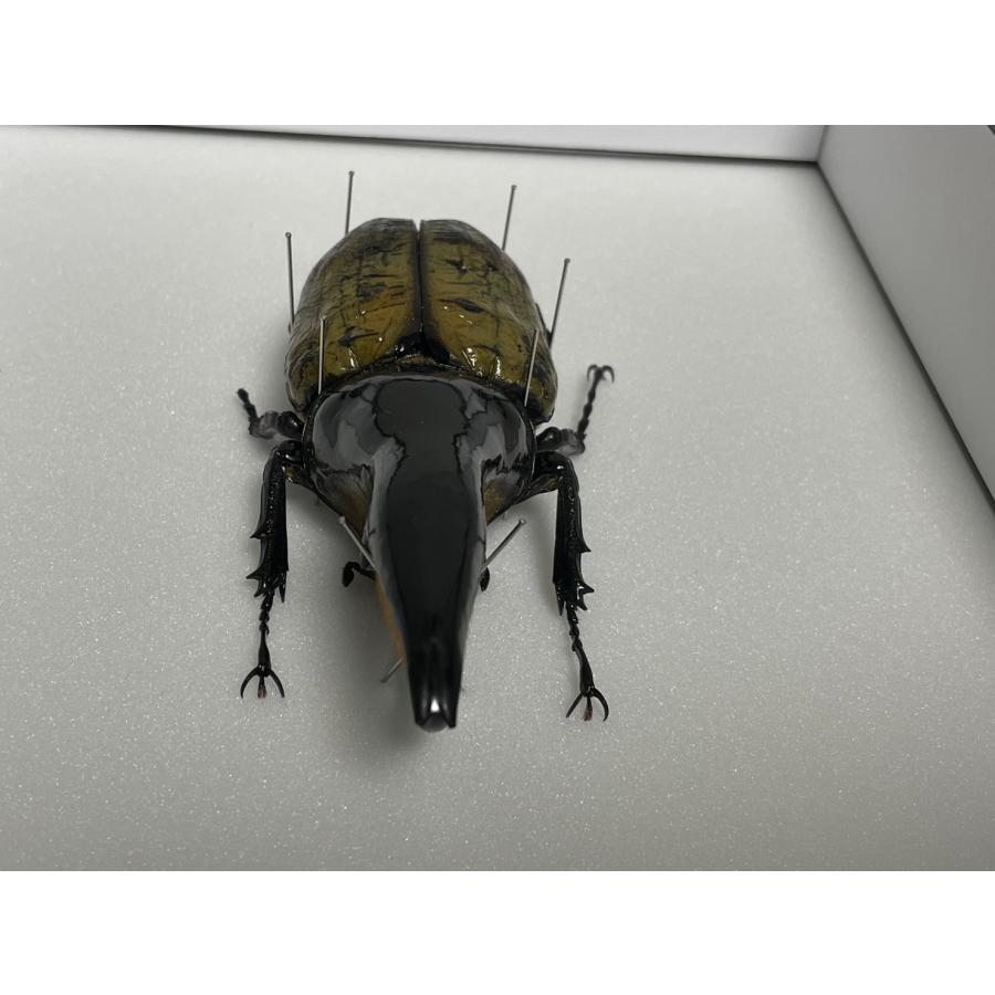パチセラスメテオ123mm標本新品シーラケース付き（ヘラクレス
