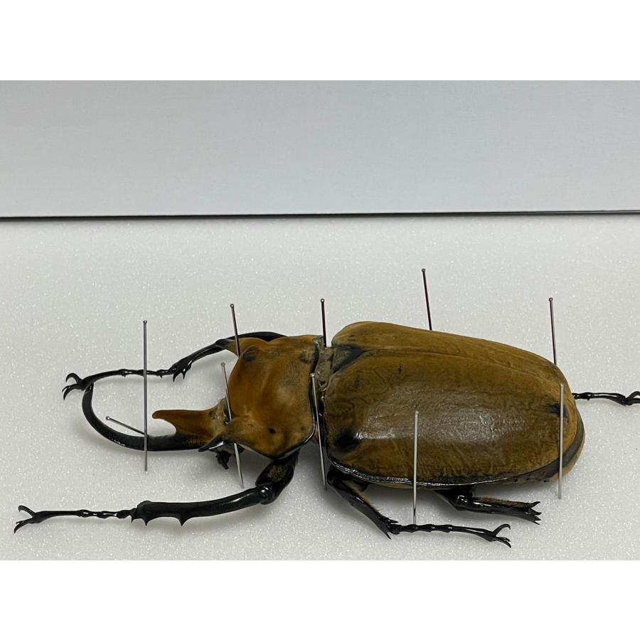 標本】イイジマゾウカブト ベネズエラ産 野外品 119.2ミリ 標本