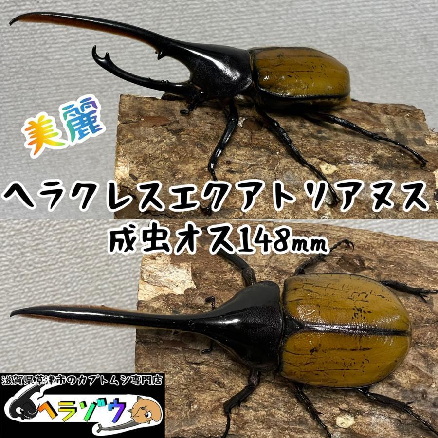 ヘラクレスエクアトリアヌス(ヘラクレスオオカブト亜種DH ヘラクレスエクアトリアヌス(ヘラクレスオオカブト亜種DH