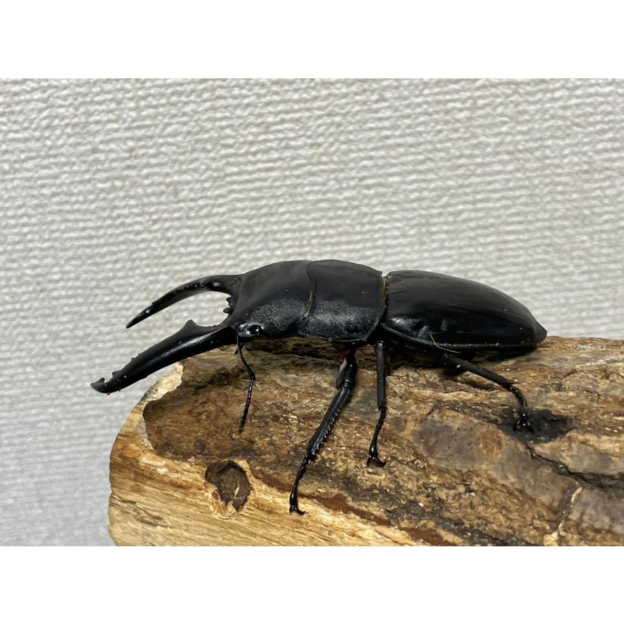 パラワンオオヒラタクワガタ♂️105mmUP単品