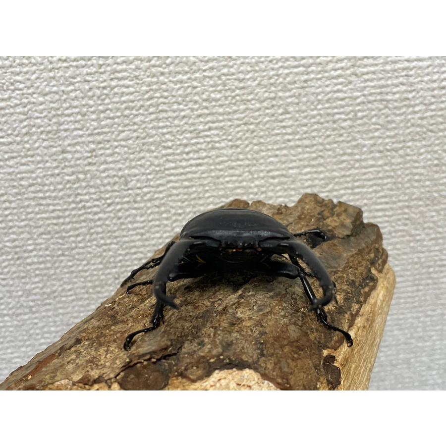 パラワンオオヒラタクワガタ♂単品 パラワンオオヒラタクワガタ ♂102.4㎜ レッドアイ 単品 | EVERNOTHING