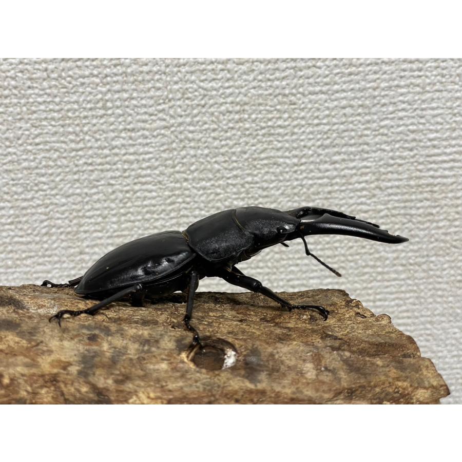パラワンオオヒラタクワガタ100mmオス単品 : カブトムシ専門店ヘラゾウ