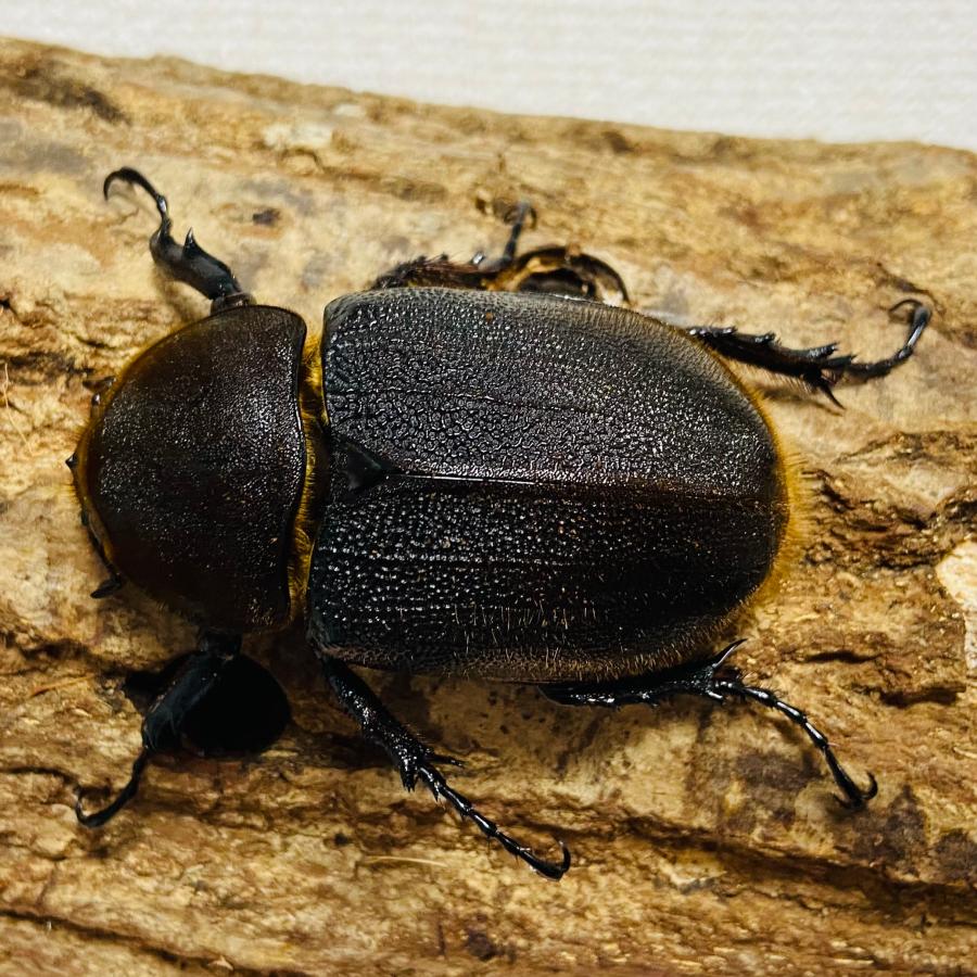ヘラクレスオオカブト 原名亜種ヘラクレス 成虫 ♀65.5mm (DH