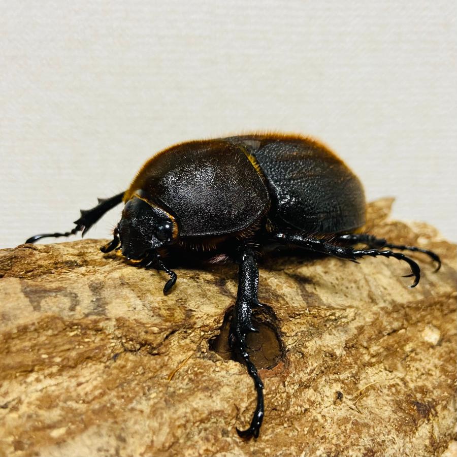 ヘラクレスオオカブト 原名亜種ヘラクレス 成虫 ♀65.5mm (DH