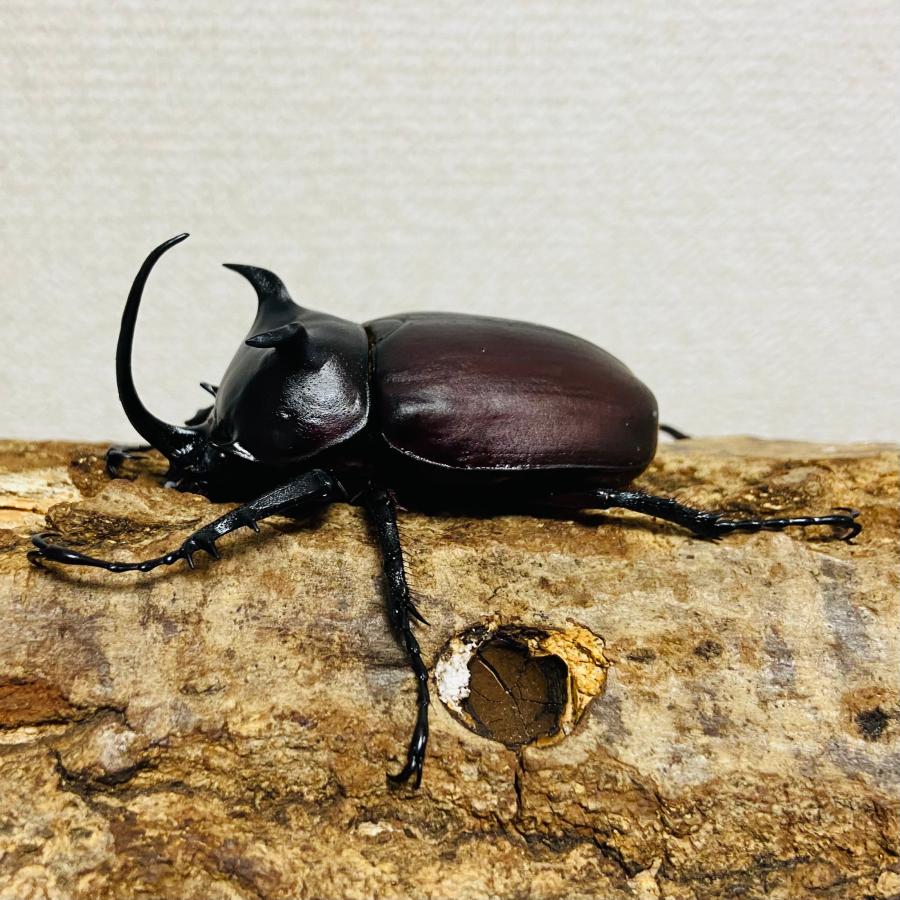 シャムゴホンヅノカブト ♂51.7mm ゴホンヅノカブト WD 野外品
