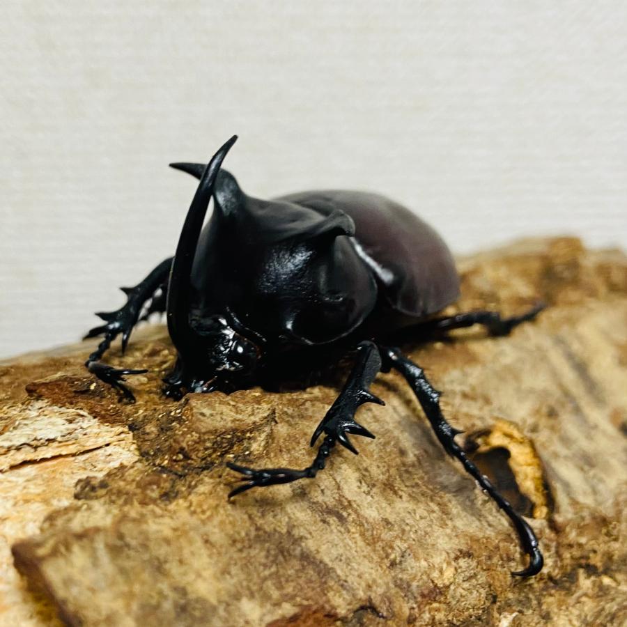 【コエポン】カブトムシ♂83mm標本 シャムゴホンヅノカブト ♂51.7mm ゴホンヅノカブト WD 野外品