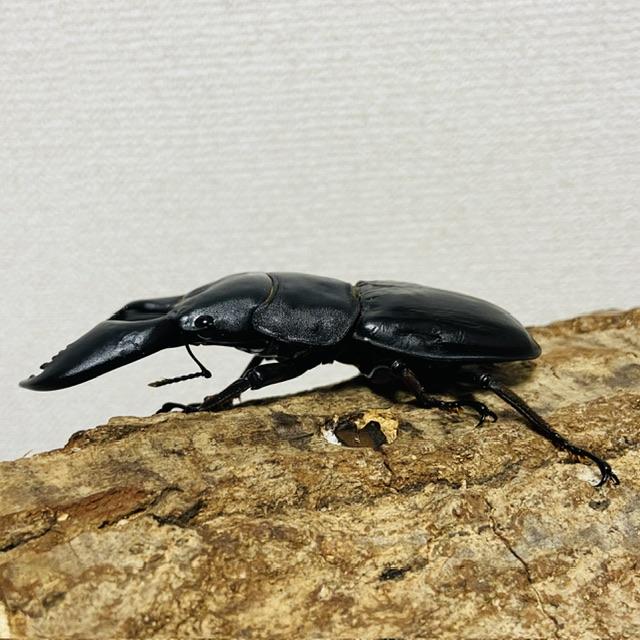 スマトラオオヒラタクワガタ 即ブリ 成虫 オス♂90.4mm(スマトラヒラタ