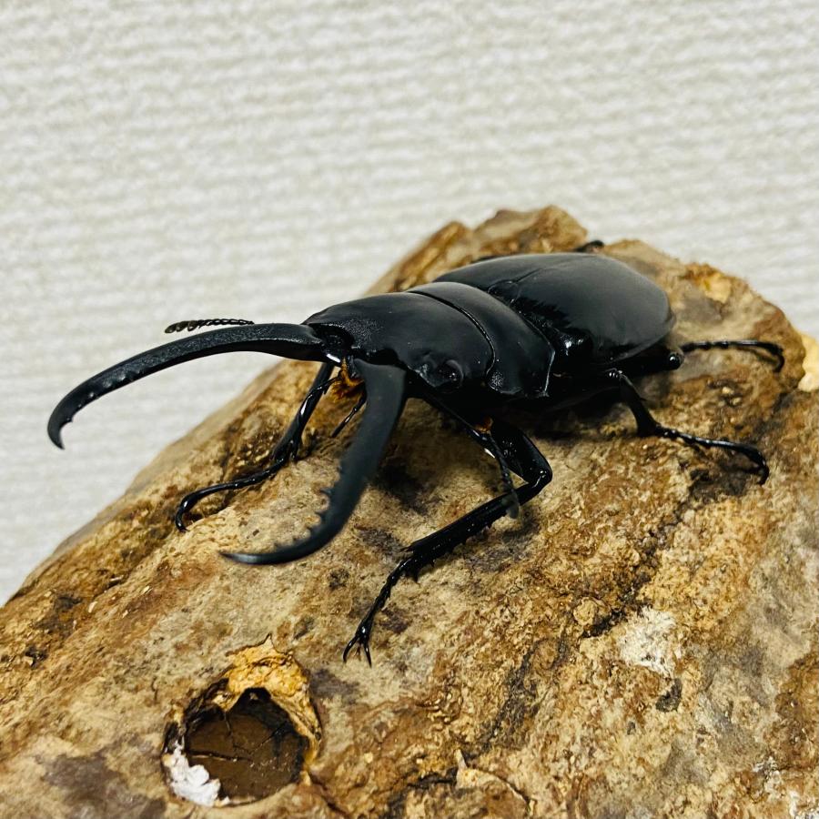 ネグロス島 カンラーオン山】ギラファノコギリクワガタ 成虫 オス