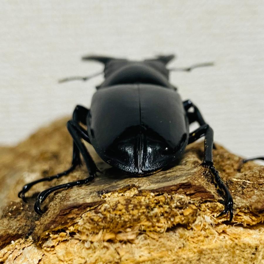 NEO(ネオ) キラ ネグロス島 カンラーオン山】ギラファノコギリクワガタ 成虫 オス