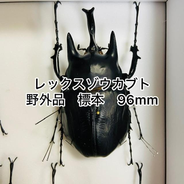 野外品]レックスゾウカブト 96mm標本新品シーラケース付き（レックス