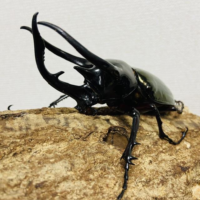 コーカサスオオカブト ♂♀♀トリオ ♂104mm♀55mm、50mm 野外 コーカサスオオカブト ♂♀♀トリオ ♂104mm♀55mm、50mm 野外