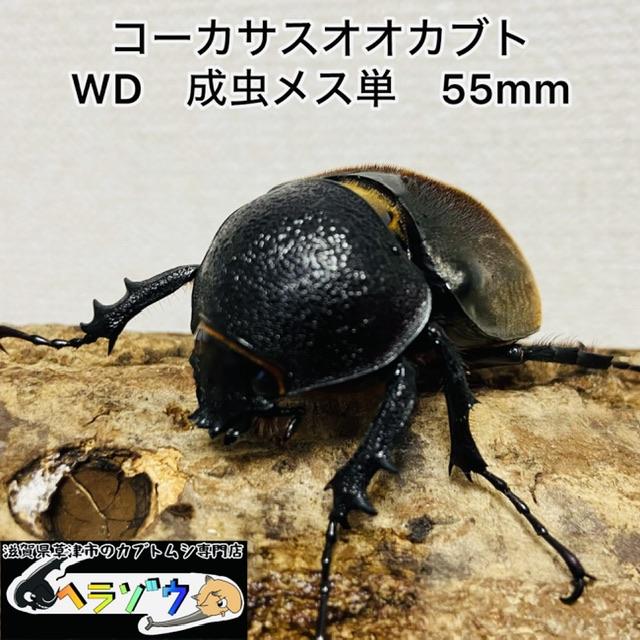 コーカサスオオカブト WD 野外品 メス単 ♀55mm : カブトムシ専門店