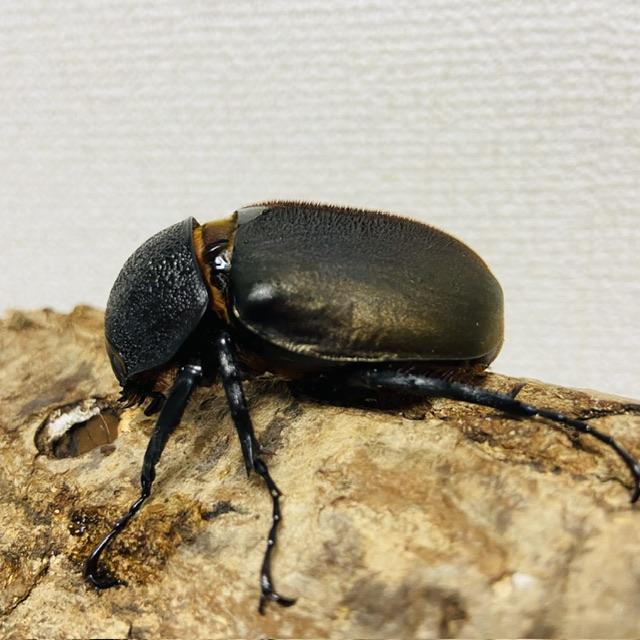 コーカサスオオカブト WD 野外品 メス単 ♀55mm : カブトムシ専門店