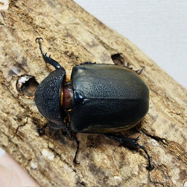 こうかさす コーカサスオオカブト WD 野外品 メス単 ♀55mm : カブトムシ専門店