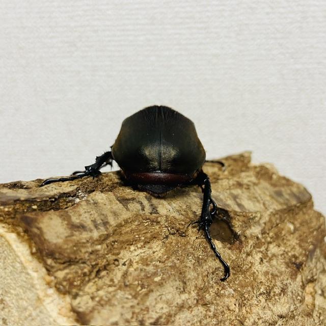 コーカサスオオカブト WD 野外品 メス単 ♀55mm : カブトムシ専門店