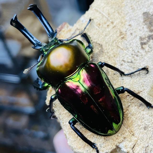 ニジイロクワガタ 成虫ペア オス♂54mmメス♀34mm : カブトムシ