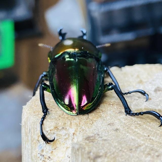 ニジイロクワガタ 成虫ペア オス♂54mmメス♀34mm : カブトムシ
