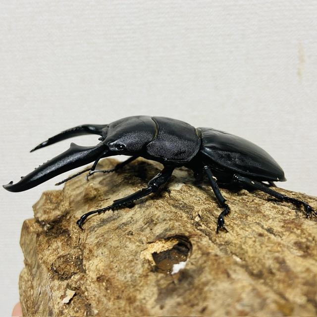 パラワンオオヒラタクワガタ 成虫 オス♂102mm(パラワンヒラタ 