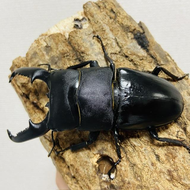 パラワンオオヒラタクワガタ 成虫 オス♂102mm(パラワンヒラタ