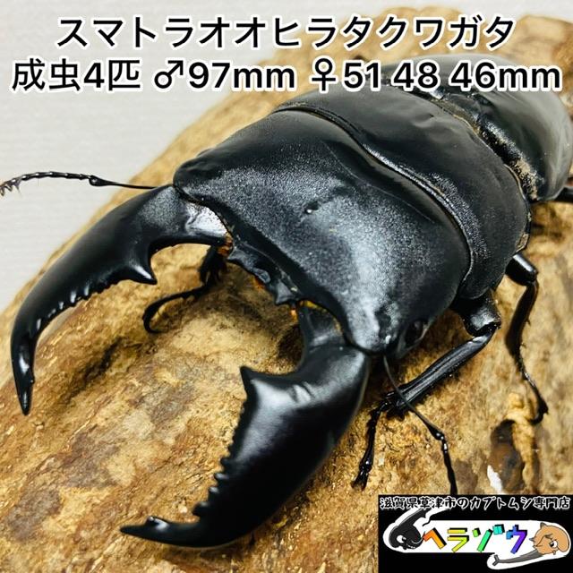 スマトラオオヒラタクワガタ 成虫4匹 オス97mm メス51 48 46mm