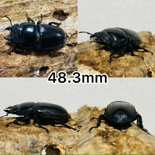 【昆虫標本】ラマヒラタクワガタ大中小♀4頭セットMAX 68㍉ 本土ヒラタクワガタ♂70mmペア 新成虫 : オオクワ京都昆虫館