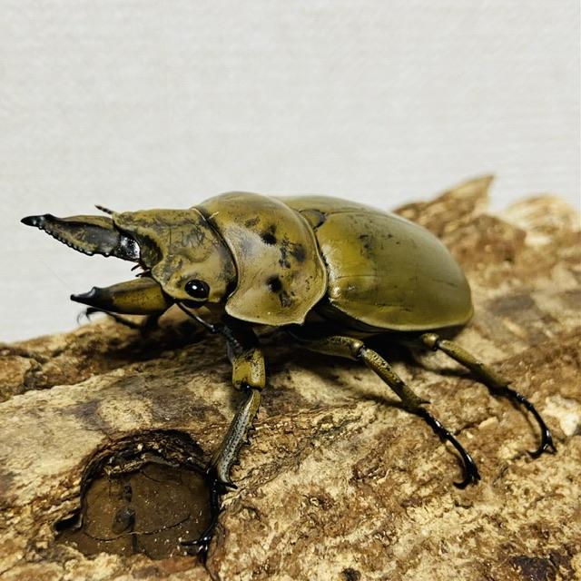 モーレンカンプ オウゴンオニクワガタ ♂52.0mm 野外採集品 ワイルド