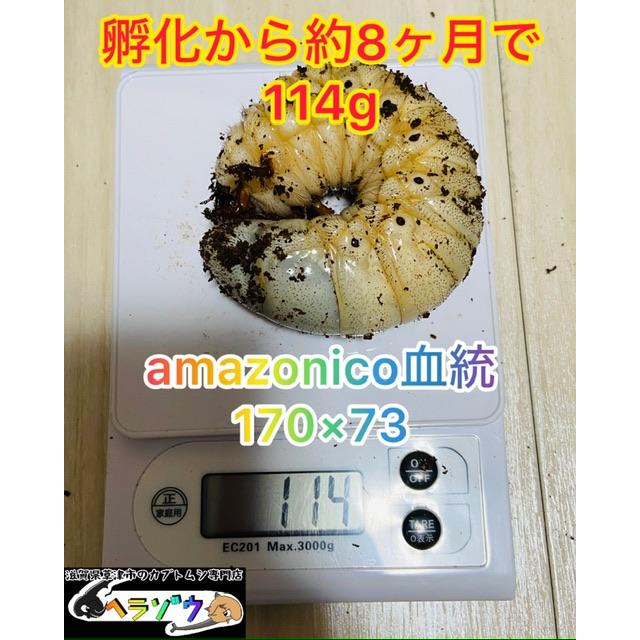 DHヘラクレス 約8ヶ月で114g 三令幼虫 オス♂ 体重110gUP （ヘラクレス