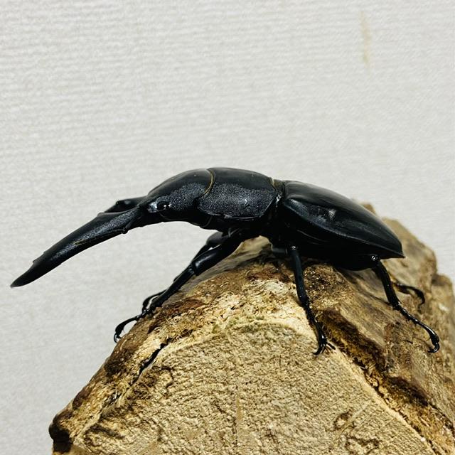 パラワンオオヒラタ　オス109ミリ メス48ミリ　標本 パラワンオオヒラタ オス109ミリ メス48ミリ 標本 - メルカリ