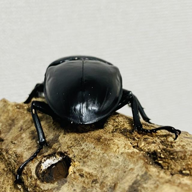 パラワンオオヒラタクワガタ 成虫トリオ 3匹 オス♂104.6mmメス♀46.4