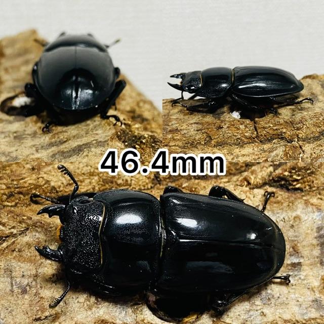 パラワンオオヒラタクワガタ 成虫トリオ 3匹 オス♂104.6mmメス♀46.4