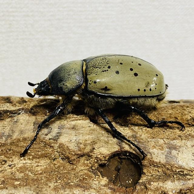 グラントシロカブトムシ　成虫ペア グラントシロカブト成虫ペア