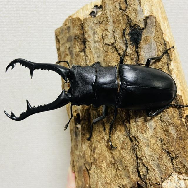 ヘラクレスヘラクレスオス ギラファノコギリクワガタオス いきもの大図鑑ヘラクレスと涅槃模型のギラファノコギリクワガタ