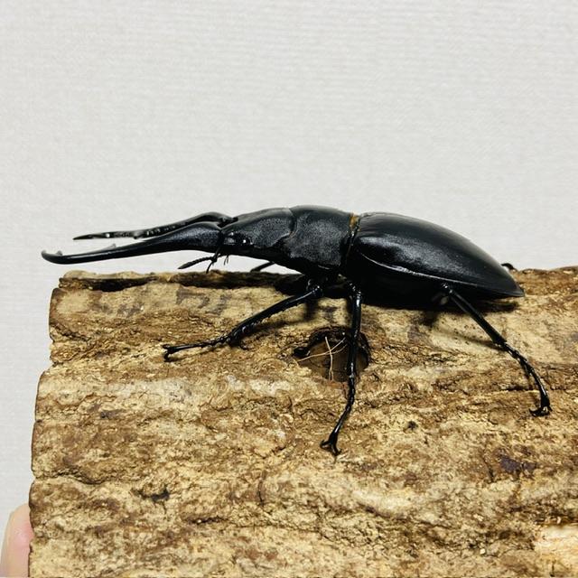 ギラファノコギリクワガタ 成虫オス♂102mm（フローレス産