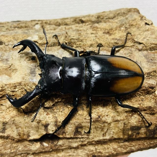セアカフタマタクワガタ ペア ♂74mm♀44mm パリーフタマタクワガタ