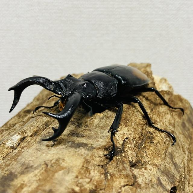 セアカフタマタクワガタ ペア ♂74mm♀44mm パリーフタマタクワガタ