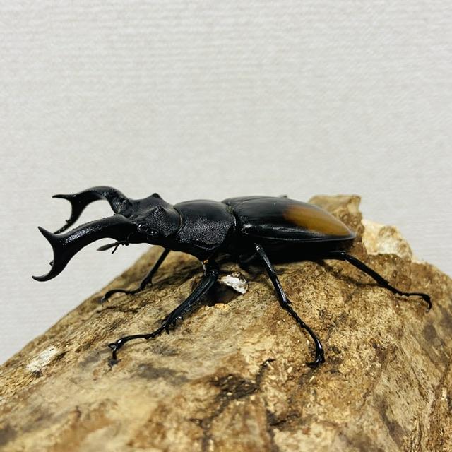 セアカフタマタクワガタ ペア ♂74mm♀44mm パリーフタマタクワガタ