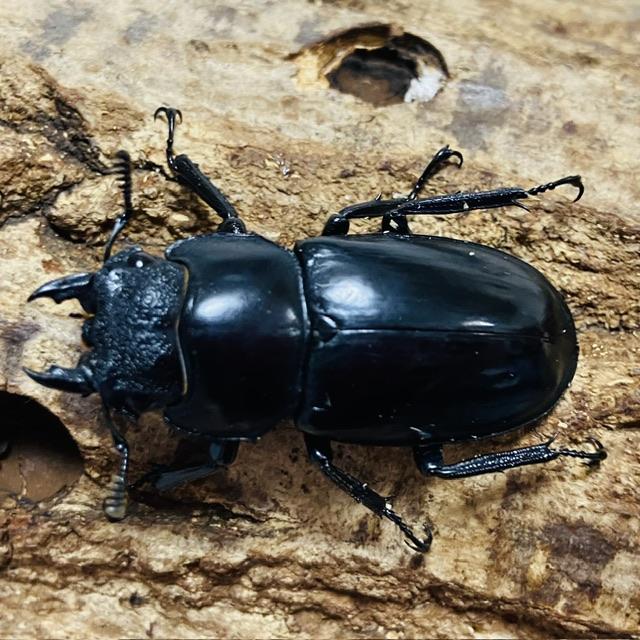 セアカフタマタクワガタ ペア ♂74mm♀44mm パリーフタマタクワガタ