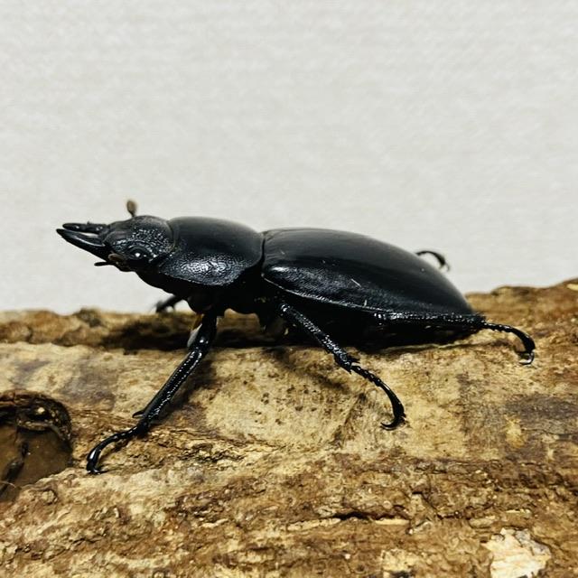 セアカフタマタクワガタ ペア ♂74mm♀44mm パリーフタマタクワガタ