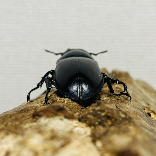 セアカフタマタクワガタ ペア ♂74mm♀44mm パリーフタマタクワガタ