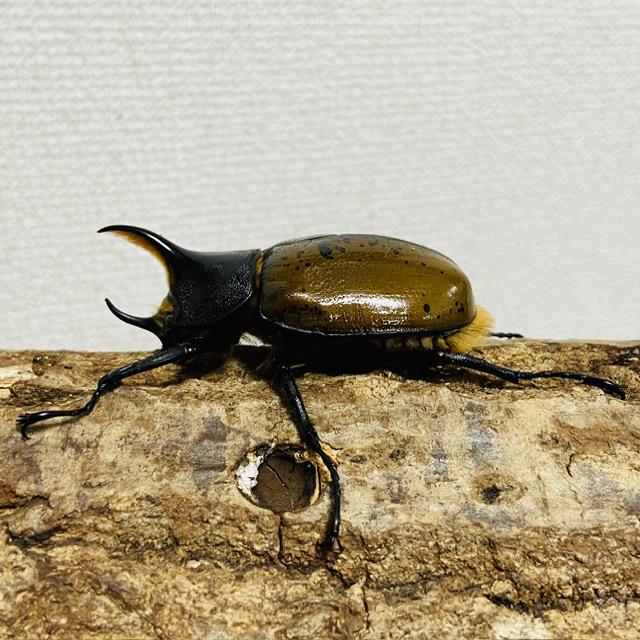 ヘラクレスオオカブト 亜種リッキー 成虫 ♂65.9mm (DHリッキー