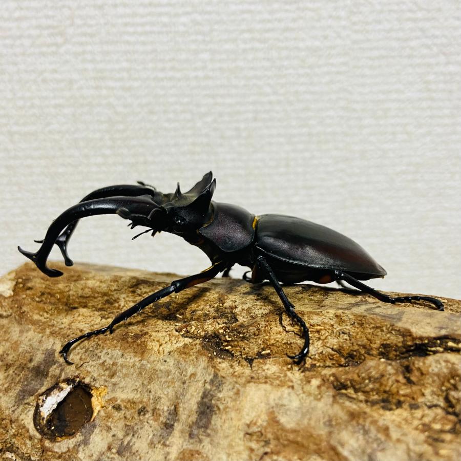 ドンミヤマクワガタ ♂79.4mm ドンミヤマ WD 野外品 ドンミヤマクワガタ ♂79.4mm ドンミヤマ WD 野外品