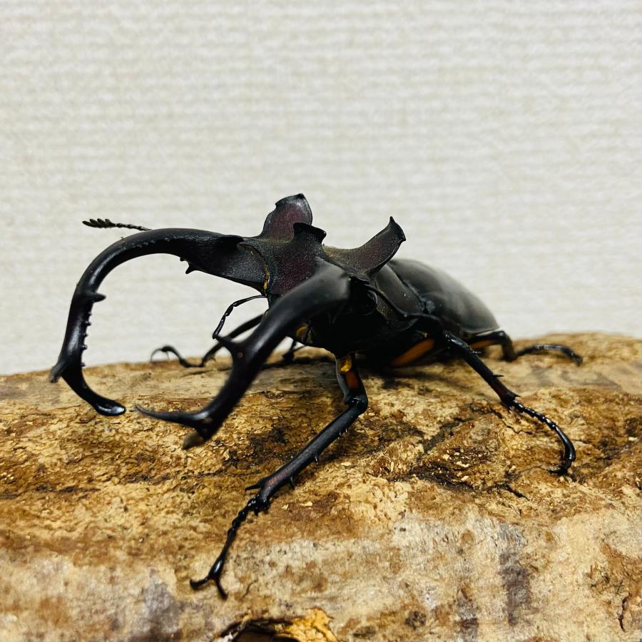 ドンミヤマクワガタ ♂79.4mm ドンミヤマ WD 野外品 : カブトムシ専門