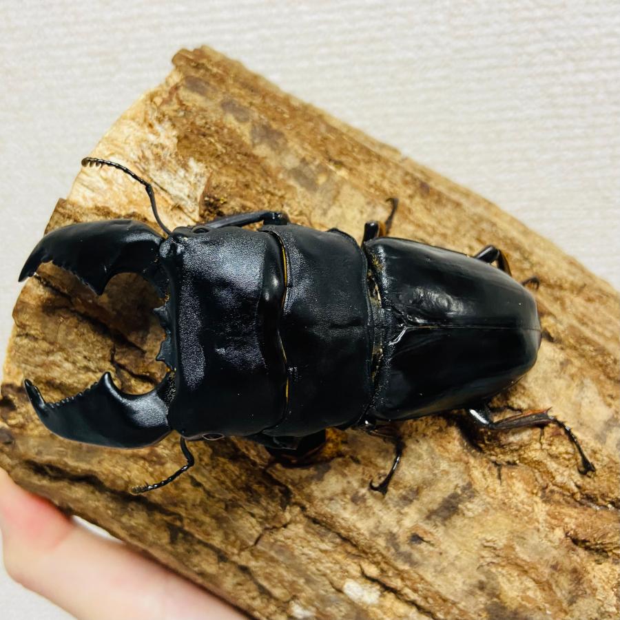 スマトラオオヒラタクワガタ 即ブリ 成虫 オス♂94mm(スマトラ