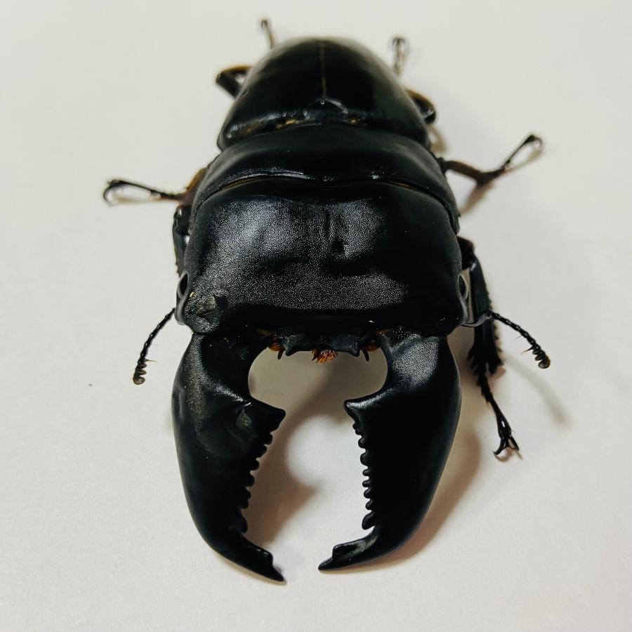 スマトラオオヒラタクワガタ 即ブリ 成虫 オス♂94mm(スマトラ