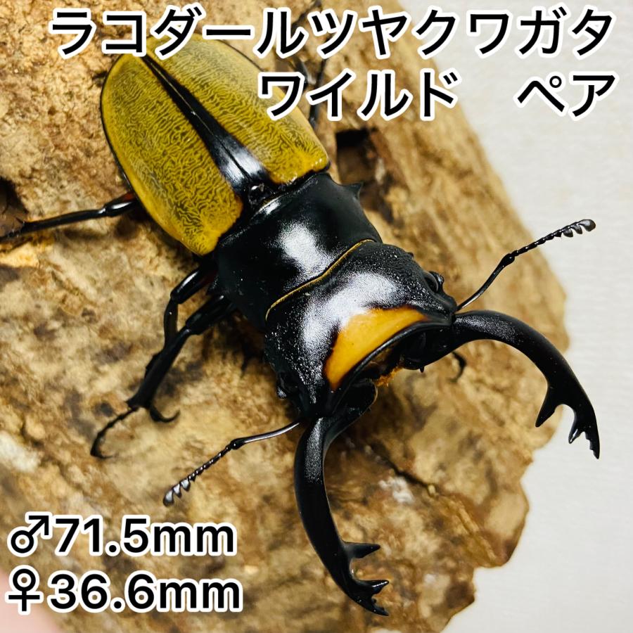 ラコダールツヤクワガタ ペア ♂71.6mm♀36.6mm ラコダール 野外 ラコダールツヤクワガタ ペア ♂71.6mm♀36.6mm ラコダール 野外