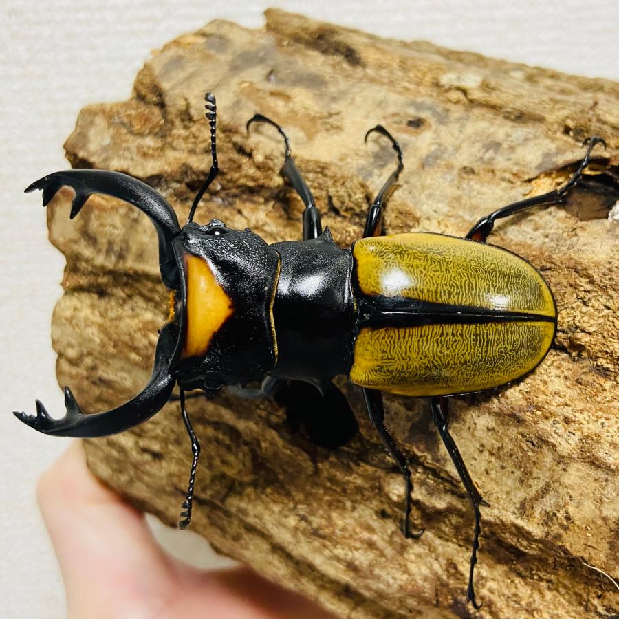 ラコダールツヤクワガタ ペア ♂71.6mm♀36.6mm ラコダール 野外 ラコダールツヤクワガタ ペア ♂71.6mm♀36.6mm ラコダール 野外