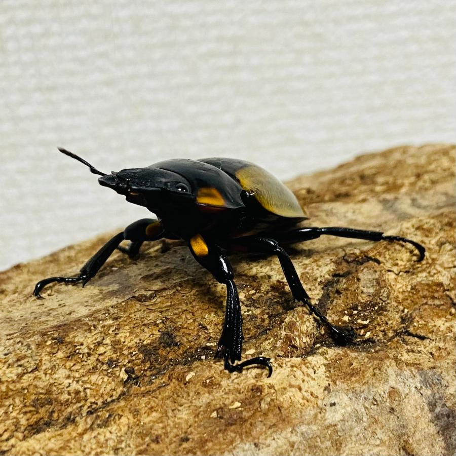ラコダールツヤクワガタ ペア ♂71.6mm♀36.6mm ラコダール 野外品 WD