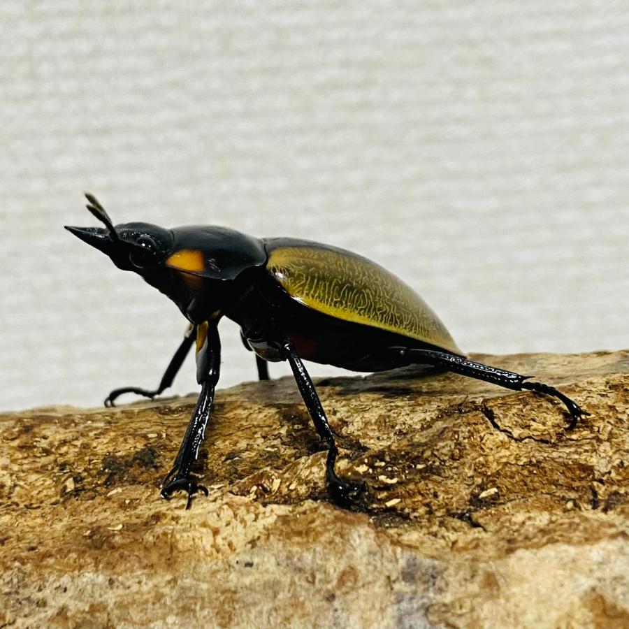 ラコダールツヤクワガタ ペア ♂71.6mm♀36.6mm ラコダール 野外品 WD